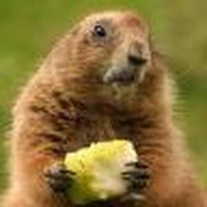 Meet your Posher, Tom